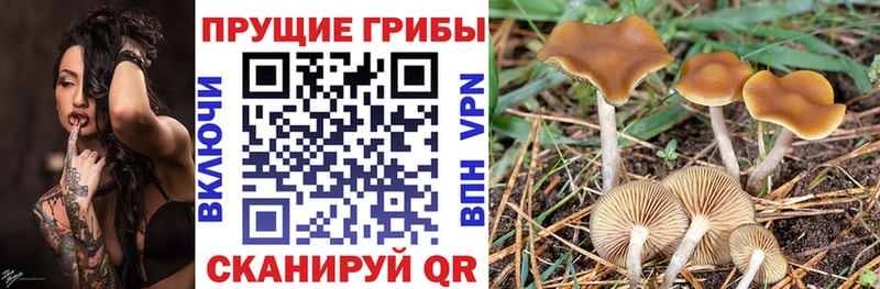 Галлюциногенные грибы GOLDEN TEACHER  купить  цена  Кизилюрт 